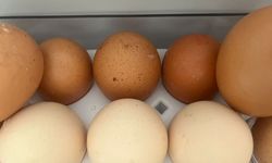 Yumurtaya Güven Tam