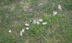 Millet Bahçesi’nde Yeşil Alanlar Hayvan Dışkılarıyla Gölgelendi