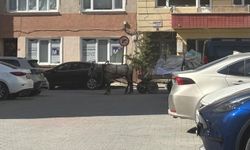 At Arabaları Sokaklarda Görülmeye Devam Ediyor