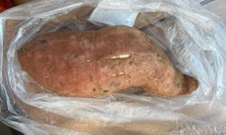 Kırklareli’nde Tatlı Patates Tüketimine İlgi Artıyor