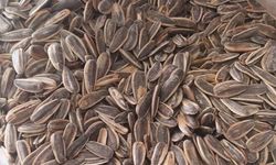 Akşamların Vazgeçilmezi: Ay Çekirdeği