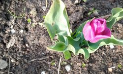 Kırklareli’nde Laleler Açtı