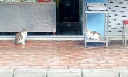 Balıkçı Tezgâhının Müdavimleri Kapının Önünde Bekliyor