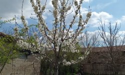Kırklareli’nde Kiraz Ağaçları Çiçek Açtı