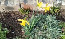 Baharın Habercisi Nergisler Açtı