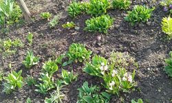 Kırklareli’nde Bahar Bahçelere Renk Kattı