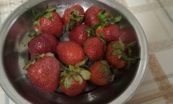 Kırklareli’nde Bahçelerde Çilek Bereketi