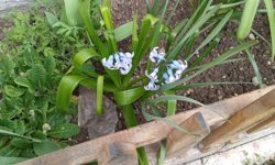 Bahçeler Sümbül Kokularıyla Şenlendi