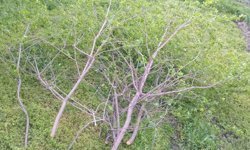 Kırklareli’nde Vatandaşların Bahçe Bakımı Sürüyor