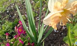 Kırklareli’nde Bahçeler Canlandı