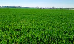 Kırklareli'nde Mısır Tarlaları Yeşillendi
