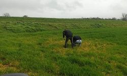 Kofçaz’da Hububat Alanlarında Kontroller Sürüyor