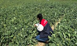 Pehlivanköy’de Kanola Tarlalarında İnceleme