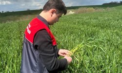 Pehlivanköy’de Buğday Tarlaları Kontrol Edildi