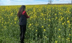 Pehlivanköy’de Kanola Tarlalarında Fenolojik Takip