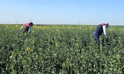 Kanola Tarlalarında Fenolojik Takip Yapıldı