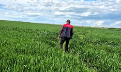 Hububat Alanlarında Fenolojik İnceleme