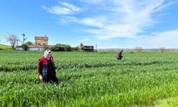 Kırklareli’nde Süne Sürveyi Çalışmaları Başladı