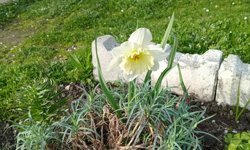 Nergisler Kırklareli’ni Süsledi