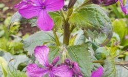 Gece Menekşesi Bahçeleri Süslüyor