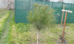 Vatandaşlar Bahçelerini Ağaçlandırıyor