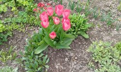 Kırklareli’nde Bahçeler Lalelerle Renklendi