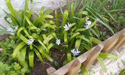 Kırklareli’nde Sümbüller Baharı Müjdeledi