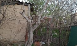 Bahçelerde Budama Çalışmaları Sürüyor