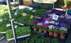 Baharın Renkleri Çarşıyı Sardı