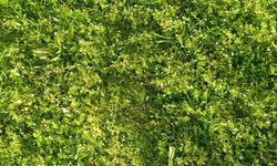 Yabani Çiçekler Doğayı Renklendirdi