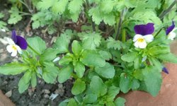 Kırklareli’nde Hercai Menekşelere Yoğun İlgi