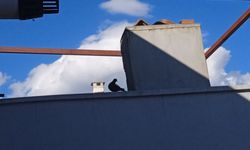 Kırklareli’nde Güvercinler Çatılardan Ayrılmıyor