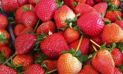 Çilek Tezgâhlarda Yerini Aldı