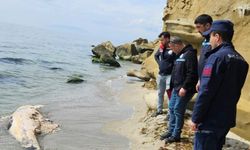 Tekirdağ'da yunus ölüsü bulundu