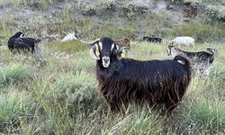 Edirne’de brusella alarmı: Keçiler karantinaya alındı