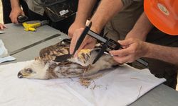 Doğanın uçan yırtıcısına elektronik takip