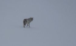 Kars’ta karla kaplı arazide yalnız kurt: Kamerayı fark edince gözden kayboldu