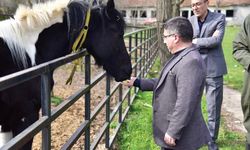 İlk tüp tay Balat 2 yaşında