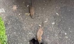 Tekirdağ'ın Çorlu ilçesinde sokakta fareler cirit atıyor