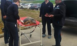 Tekirdağ'da ölü bulunan caretta caretta incelemeye alındı