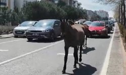 Başıboş atlar şehirde yolları mesken tuttu