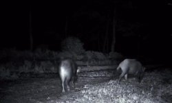 Domuz sürüsü fotokapana yakalandı