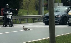 İstanbul’da ördeklerin güvenli geçişi için trafik durduruldu
