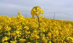 Hayrabolu'da çiçek açan 'Sarı Gelin', rengiyle büyülüyor