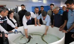 Bu balığın havyarı 'siyah inci': Karadeniz'e 8 bin adet dağıtılacak, çiple takip edilecek