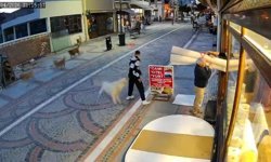 Edirne'de başıboş köpek saldırısı: 19 yaşındaki genç yaralandı