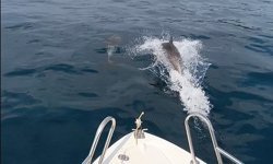 Saros Körfezi’nde yunuslar tekne ile yarıştı