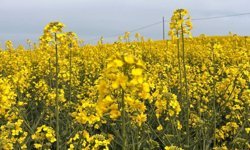 Kanola ilaçlamasında arıların korunması çağrısı