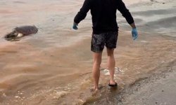 Tekirdağ'da ölü caretta caretta kıyıya vurdu