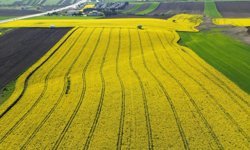 Kırklareli’nde kanola tarlaları sarıya büründü